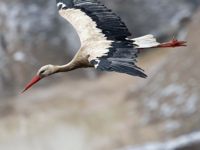 Dzieje się coś dziwnego. Przylatują i odlatują inaczej niż kiedyś