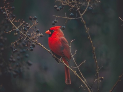 Wzrok na granicy niemożliwego: co naprawdę zasila ptasie oczy?
