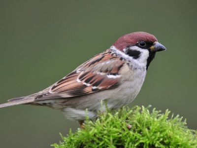 Zwiastują zmianę pory roku i kataklizm. Ptasie zwyczaje mogą wiele nauczyć