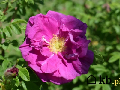 Ten kwiat przetrwa wszystko - nawet najgorsze miejskie zanieczyszczenia!