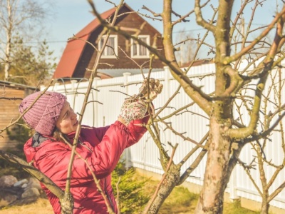 Tak uratujesz drzewka owocowe przed groźną chorobą. Musisz działać szybko