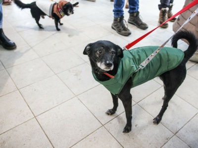 Burza wokół schronisk w Polsce. 