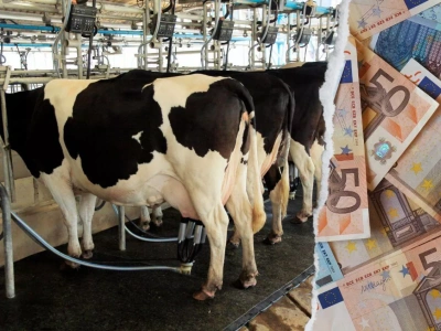 Mleka jest za dużo. Czy rolnicy w tym kraju zaczną je wylewać?