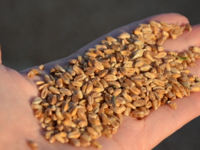 Ceny skupy zbóż. Rolnicy tracą nadzieję, że ceny wzrosną