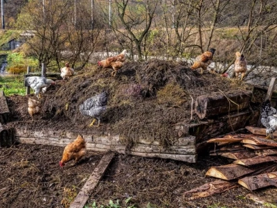 Rekordowy eksport obornika z Holandii. Kto został największym odbiorcą?