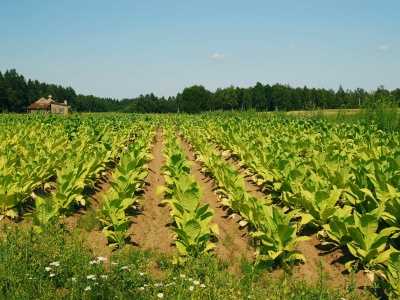 Gniew rolników rośnie. Bruksela sama produkuje paliwo dla eurosceptyków