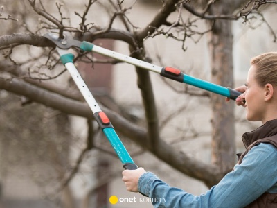 W styczniu zrób to z drzewkami owocowymi. Wiosną zapomnisz o istnieniu szkodników