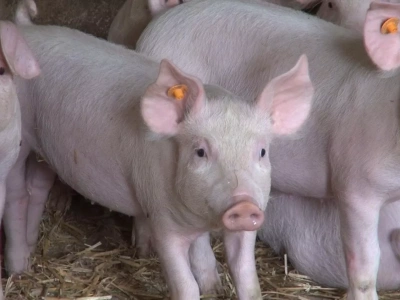 Nowe zasady przemieszczania świń już w marcu? Skorzysta blisko 45 tys. gospodarstw