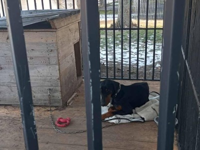 Zabrali psa z posesji w asyście policji. Buda nie była ocieplona