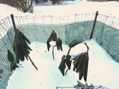 Zrób to rododendronowi jeszcze w styczniu. Wiosną wystrzeli kwiatami jak z procy