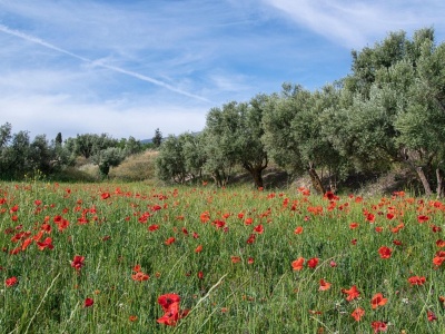 Taka będzie wiosna 2026. Temperatury powyżej normy w tych regionach Polski