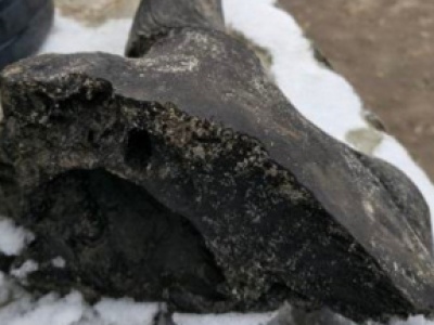 Do Muzeum Ziemi w Warszawie trafił fragment czaszki żubra stepowego