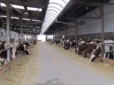 Holandia planuje nowy program ograniczania hodowli zwierząt