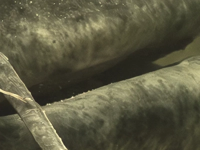 Na widok suma wędkarz wpadł w ekscytację. „Niesamowite kolory”