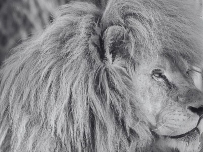 Odszedł  Sahim, legenda łódzkiego zoo. Był prawdziwą gwiazdą, pozostawił po sobie aż 14 potomków