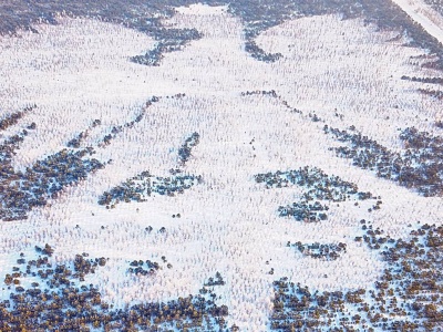 Orzeł z tysięcy drzew wreszcie zyskał biel. Śnieg wypełnił dendroglif w Lipuszu