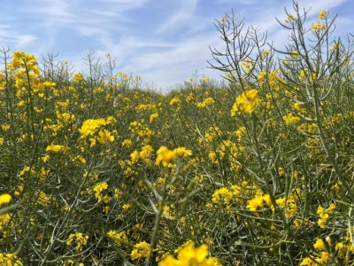 Cena rzepaku na MATIF zbliżyła się do 480 euro za tonę