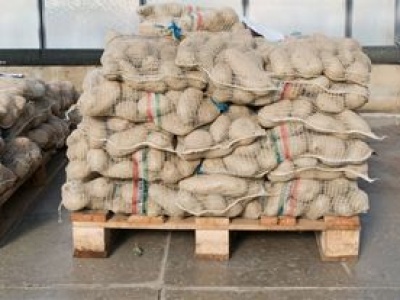 Wysłali ziemniaki do Polski. Zarobili 285 mln zł. Oto skąd je ściągamy