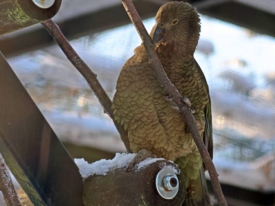 Tym papugom zima niestraszna. Gdańskie zoo ma nowych mieszkańców