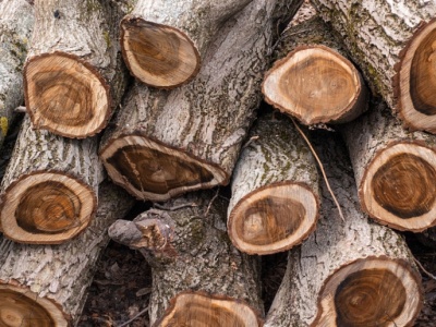 Palenie tym drewnem może kosztować nawet 5 tys. zł. Przepisy mówią wprost