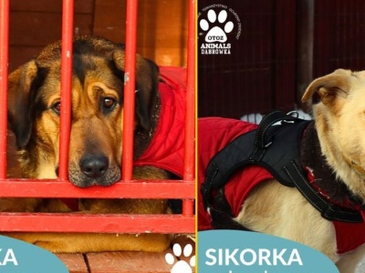 Pilny apel schroniska na Pomorzu. Poszukiwane są domy tymczasowe dla psów