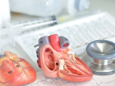 Zawał to nie wyrok. Odkryli, że serce potrafi się częściowo odbudować