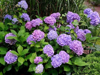 Planujemy idealne towarzystwo dla hortensji. Tak zwykła rabata zamienia się w ogród marzeń