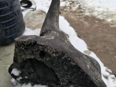 Kopali staw, znaleźli czaszkę prażubra. Zjawiskowe odkrycie z mazowieckiej wsi trafiło do warszawskiego muzeum