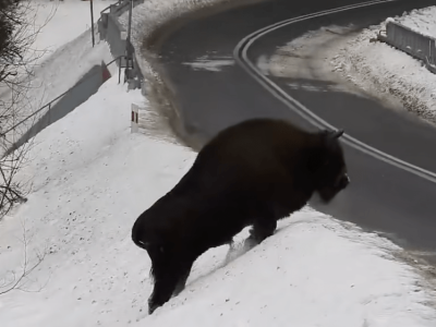 Spotkanie z „królem puszczy”. Zachwyt internautów i ważne ostrzeżenie leśników