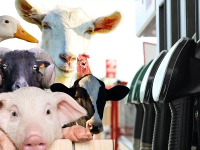 Zwrot akcyzy za paliwo 2026. Jak wygenerować DJP w IRZplus?