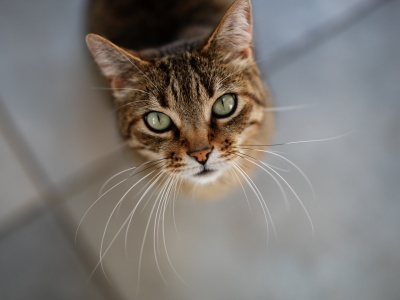 Kot Schrödingera przytył do 7000 atomów i nadal potrafi być w dwóch miejscach naraz