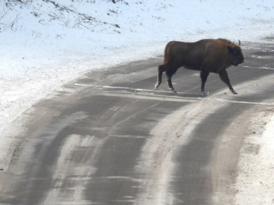 To koniec dzikich Bieszczadów? Przyrodnicy krytykują budowę drogi