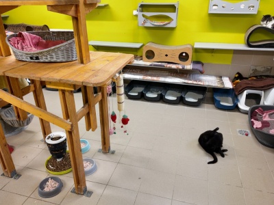 Schroniska pod lupą po akcji celebrytów. Sprawdzamy, jak jest w Bielsku-Białej