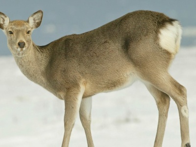 Inwazyjne zwierzę z Dalekiego Wschodu. W Polsce można go spotkać tylko w dwóch miejscach