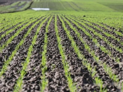 Opłacalność uprawy pszenicy ozimej. Kalkulacja kosztów i dochodu od rolnika