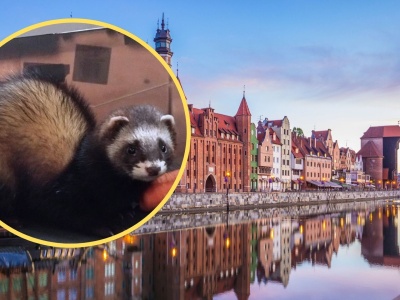 Niespodziewany gość w gdańskim przedszkolu. Zapakowali go do wiadra