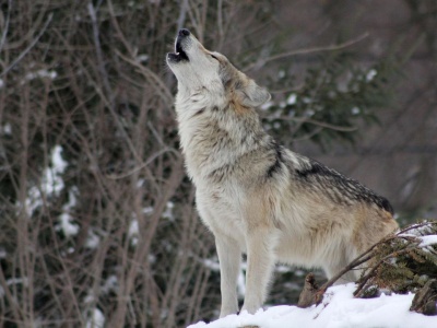 Spór o wilka spod Czaplinka