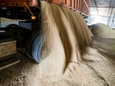 Notowania zbóż z 22 stycznia 2026. Pszenica bez zmian na MATIF, wzrost na CBOT