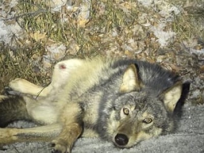 Wilk konał na mrozie przy drodze. Przez całą noc nie pomógł mu żaden lekarz weterynarii