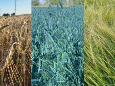 Które zboże jare jest najlepsze? Na te czynniki trzeba zwrócić uwagę przy wyborze