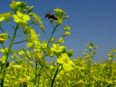 Jak dobrze stosować biologię na polach?