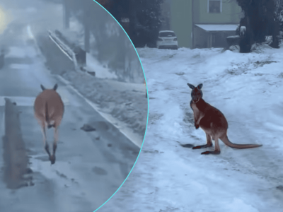 Jest minus 7 st. C, a to właśnie pojawiło się na środku drogi. Kierowcy w szoku. Nagle policjant wyciąga kamerę