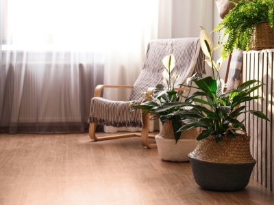 Nie tylko skrzydłokwiat. Te rośliny również oczyszczają powietrze w mieszkaniu