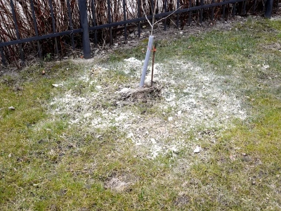 Zrób to w lutym, a trawnik zachwyci wiosną. Ogrodnicy stosują ten trik od lat