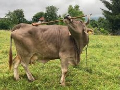 Najmądrzejsza krowa świata. Wykorzystuje miotłę do swoich celów