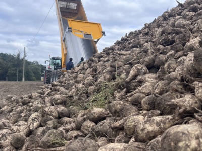 16 nowych odmian buraka cukrowego i 1 pastewnego. Krajowy Rejestr w 2026 roku