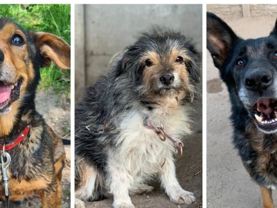 Psi seniorzy z konińskiego schroniska czekają na dom. Poznaj ich historie