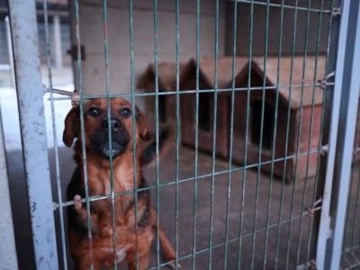 Zwierzęta ze schroniska w Sobolewie trafią do placówki na terenie województwa łódzkiego