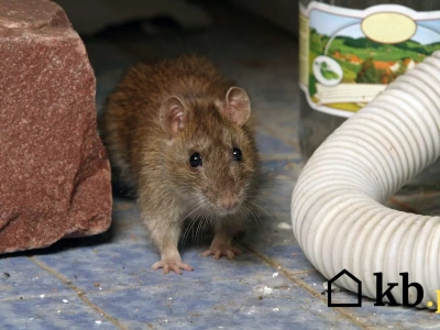 Ten popularny nawyk przyciąga szczury do kanalizacji w naszych domach