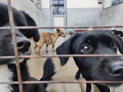 Afera w wielu schroniskach dla zwierząt. Do niektórych z nich trafiają psy z województwa lubelskiego